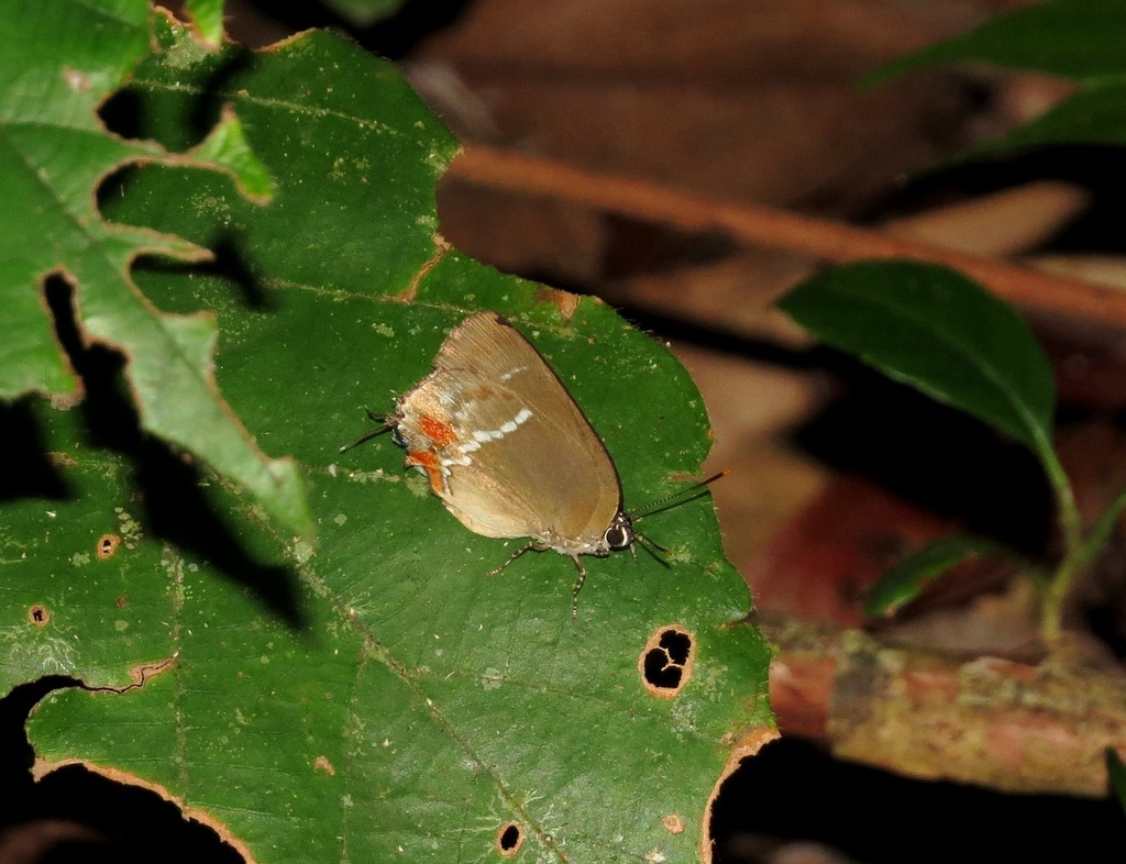 Strephonota falsistrephon