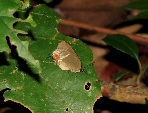 Strephonota falsistrephon