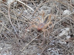Galeodidae