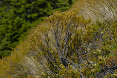 Veronica lycopodioides
