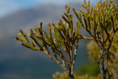 Veronica lycopodioides