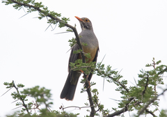 Turdus tephronotus