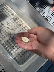 Caranx bartholomaei