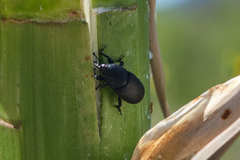 Scyphophorus yuccae