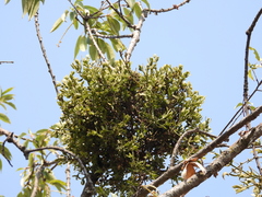 Phoradendron carneum
