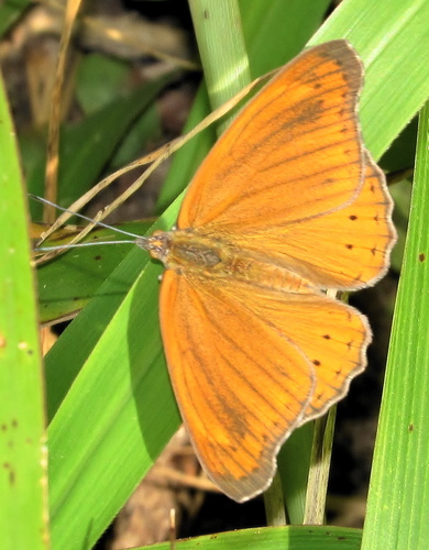 Boisduval's Tree Nymph