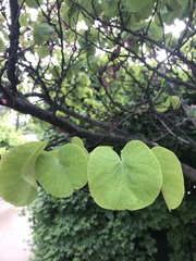 Cercis siliquastrum