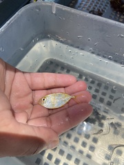 Caranx bartholomaei