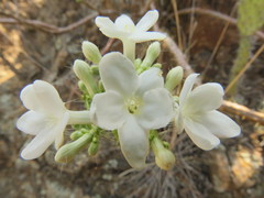 Cnidoscolus tehuacanensis