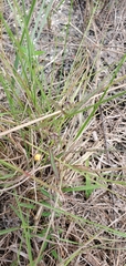 Sida elliottii