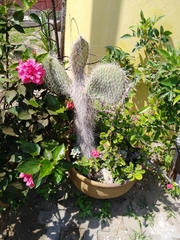 Cactaceae