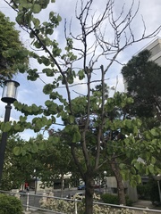 Cercis siliquastrum