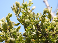 Phoradendron carneum