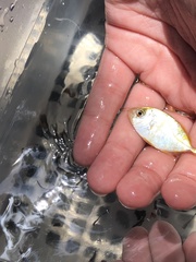 Caranx bartholomaei