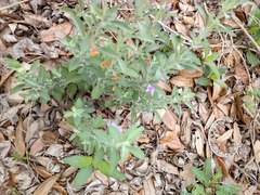 Dyschoriste crenulata