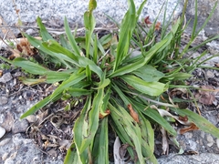 Plantago lanceolata