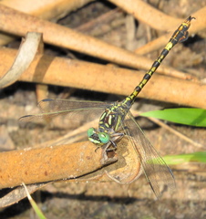Paragomphus cognatus