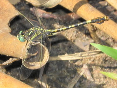Paragomphus cognatus