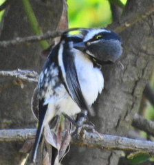 Batis molitor molitor