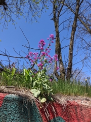 Lunaria annua