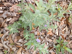 Dyschoriste crenulata