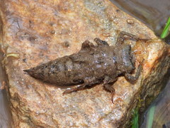 Cordulegaster boltonii