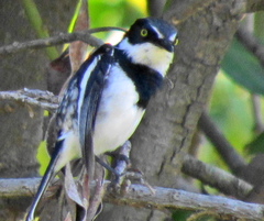 Batis molitor molitor