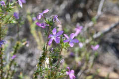 Linanthus californicus