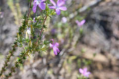 Linanthus californicus