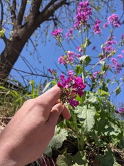 Lunaria annua