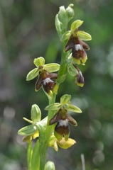 Ophrys insectifera aymoninii