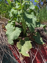 Lunaria annua