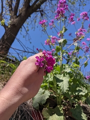 Lunaria annua