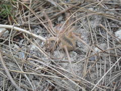 Galeodidae