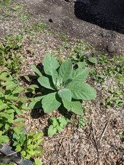 Verbascum thapsus