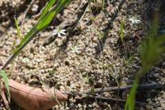 Meconella denticulata