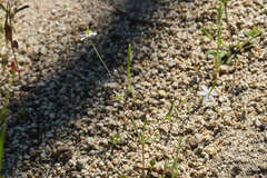 Meconella denticulata