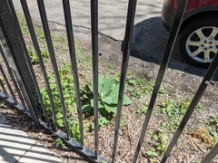 Verbascum thapsus