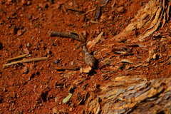Ligariella