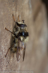 Criorhina bubulcus