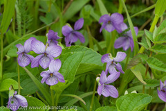 Viola langsdorffii