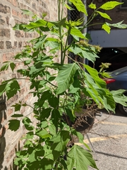 Acer negundo