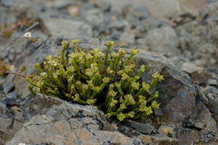 Veronica tetrasticha