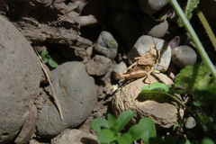 Acrididae
