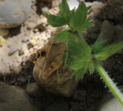 Acrididae