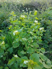 Alliaria petiolata