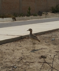 Burhinus superciliaris