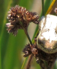 Hyperolius marmoratus marmoratus