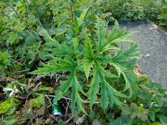 Heracleum mantegazzianum