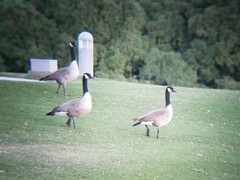 Branta canadensis